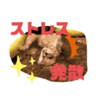 愛犬スタンプ うめぷー、ぼぶむさ（個別スタンプ：13）