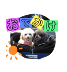 愛犬スタンプ うめぷー、ぼぶむさ（個別スタンプ：15）