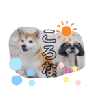 愛犬スタンプ うめぷー、ぼぶむさ（個別スタンプ：16）
