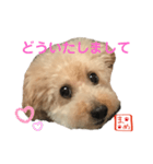 トイプードルまめ 第四弾（個別スタンプ：7）
