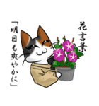 ねこねこメモリアルvol.3（個別スタンプ：31）