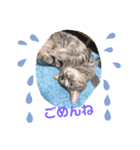 ねこバロン（個別スタンプ：1）
