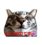 ねこバロン（個別スタンプ：6）