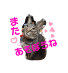ねこバロン（個別スタンプ：7）