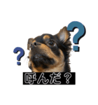 うちのぶんた（個別スタンプ：8）
