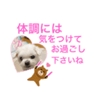 ミルクちゃんの家族スタンプ（いぬ）7（個別スタンプ：3）