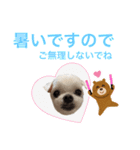 ミルクちゃんの家族スタンプ（いぬ）7（個別スタンプ：8）