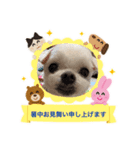 ミルクちゃんの家族スタンプ（いぬ）7（個別スタンプ：10）