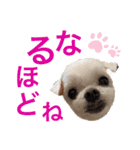 ミルクちゃんの家族スタンプ（いぬ）7（個別スタンプ：11）