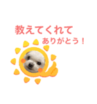 ミルクちゃんの家族スタンプ（いぬ）7（個別スタンプ：15）