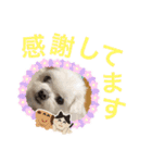 ミルクちゃんの家族スタンプ（いぬ）7（個別スタンプ：16）