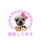 ミルクちゃんの家族スタンプ（いぬ）7（個別スタンプ：17）
