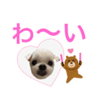 ミルクちゃんの家族スタンプ（いぬ）7（個別スタンプ：21）