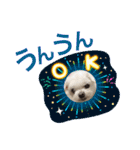 ミルクちゃんの家族スタンプ（いぬ）7（個別スタンプ：23）