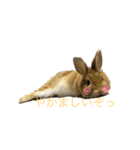 ウサギとトカゲ（個別スタンプ：5）