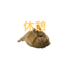 ウサギとトカゲ（個別スタンプ：7）