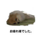 めちゃくちゃ可愛いルルとマロン（個別スタンプ：4）
