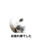 めちゃくちゃ可愛いルルとマロン（個別スタンプ：6）