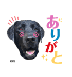 KOKU STYLE(黒ラブ)（個別スタンプ：6）