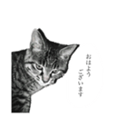 yuzuzu black（個別スタンプ：1）