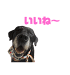 ひたすらロック愛（個別スタンプ：1）