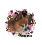 地味なデカチワワ大吉君♡（個別スタンプ：1）