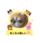 地味なデカチワワ大吉君♡（個別スタンプ：6）