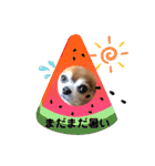 地味なデカチワワ大吉君♡（個別スタンプ：12）