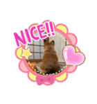 地味なデカチワワ大吉君♡（個別スタンプ：19）