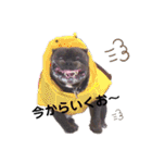 ピットブルAaron（個別スタンプ：5）
