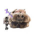 ピットブルAaron（個別スタンプ：15）