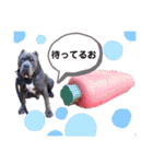 ピットブルAaron（個別スタンプ：18）