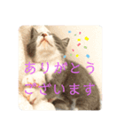 子猫のはる（個別スタンプ：7）