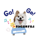 犬のらいむくん（個別スタンプ：13）