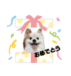 犬のらいむくん（個別スタンプ：23）