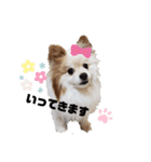 犬のらいむくん（個別スタンプ：24）