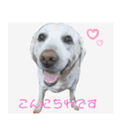 ラブラドールのたけちゃま（個別スタンプ：1）