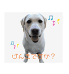 ラブラドールのたけちゃま（個別スタンプ：2）