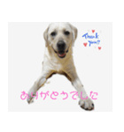 ラブラドールのたけちゃま（個別スタンプ：4）