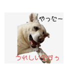 ラブラドールのたけちゃま（個別スタンプ：5）
