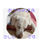 ラブラドールのたけちゃま（個別スタンプ：7）