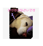 ラブラドールのたけちゃま（個別スタンプ：9）