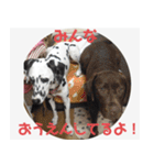 ラブラドールのたけちゃま（個別スタンプ：13）