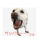 ラブラドールのたけちゃま（個別スタンプ：15）