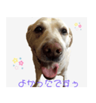 ラブラドールのたけちゃま（個別スタンプ：16）