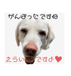 ラブラドールのたけちゃま（個別スタンプ：17）