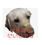 ラブラドールのたけちゃま（個別スタンプ：19）