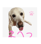 ラブラドールのたけちゃま（個別スタンプ：20）
