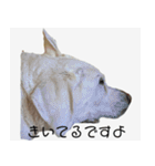 ラブラドールのたけちゃま（個別スタンプ：23）