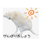 ラブラドールのたけちゃま（個別スタンプ：30）